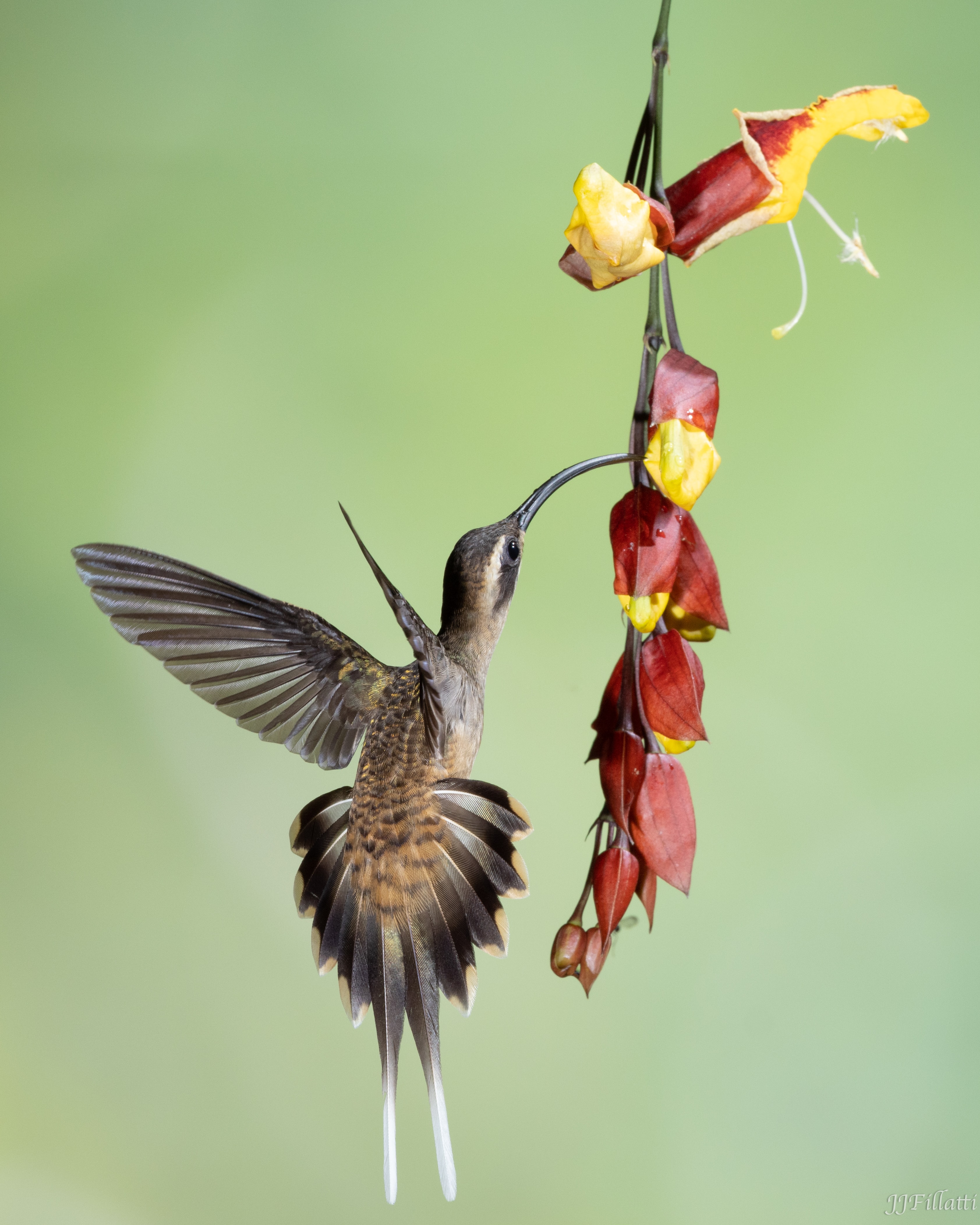 bird of Costa Rica image 26